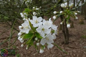 prunus avium (2)